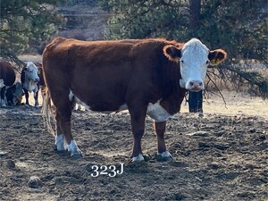 BCO FAMILY FARM FIONA (323J) P44361407