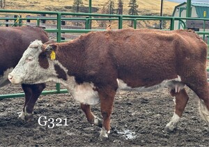 PUREBRED HEREFORD G321